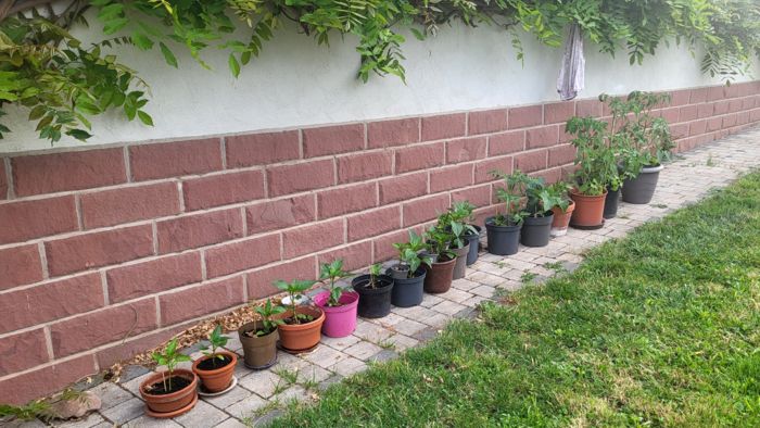 Die Pflänzchen der Kindergartenkinder am Weidenhof wachsen!