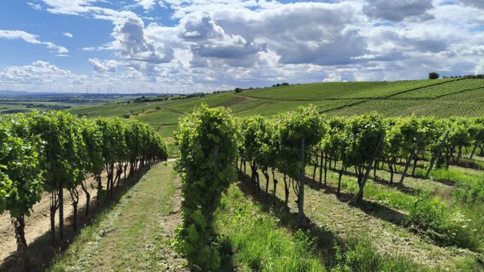 Weinberge, soweit das Auge reicht Weinberge, soweit das Auge reicht