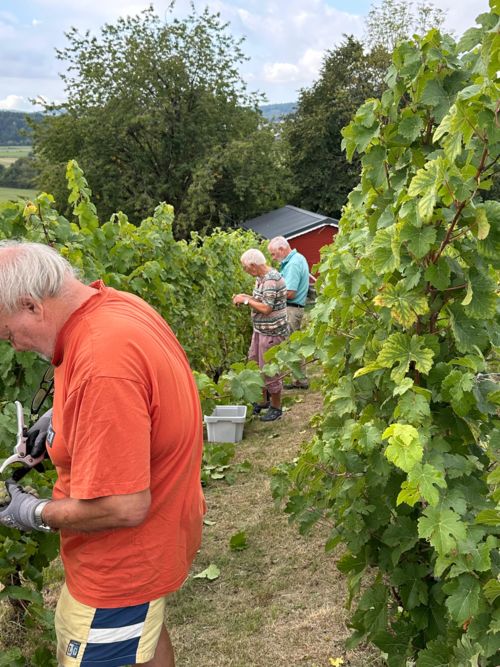 Arbeit an den Weinstöcken