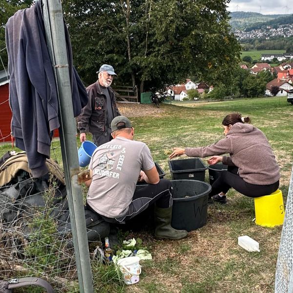 Beim Entfernen der faulen Beeren